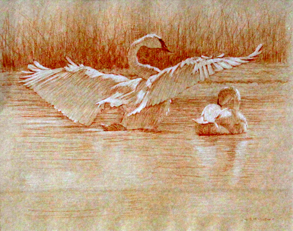 "Right Posterior Study of a Trumpeter Swan Drying Its Wings"